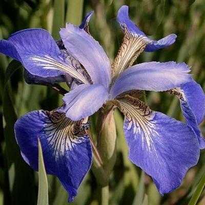 Iris sibirica 'Helicopter'